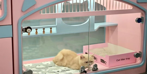 锦富优配 浙江出台促进文旅消费发展措施：满足“人宠共游”合理需求